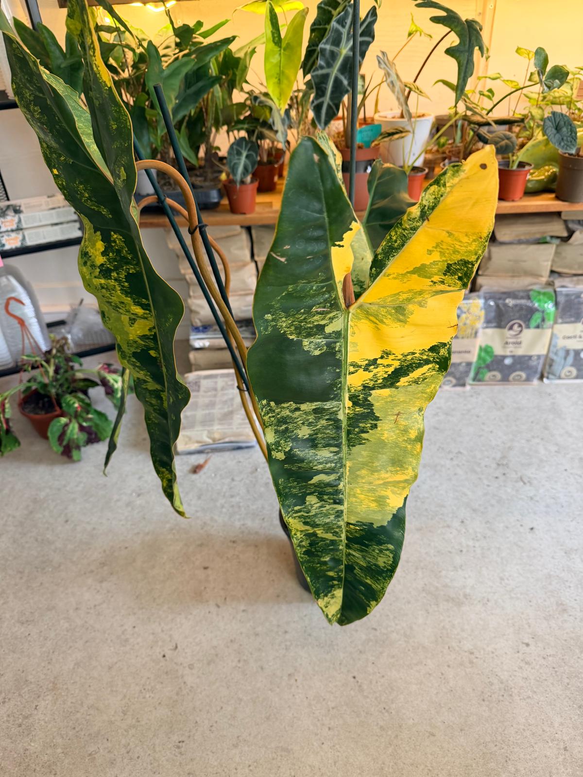 philodendron billitiae variegata