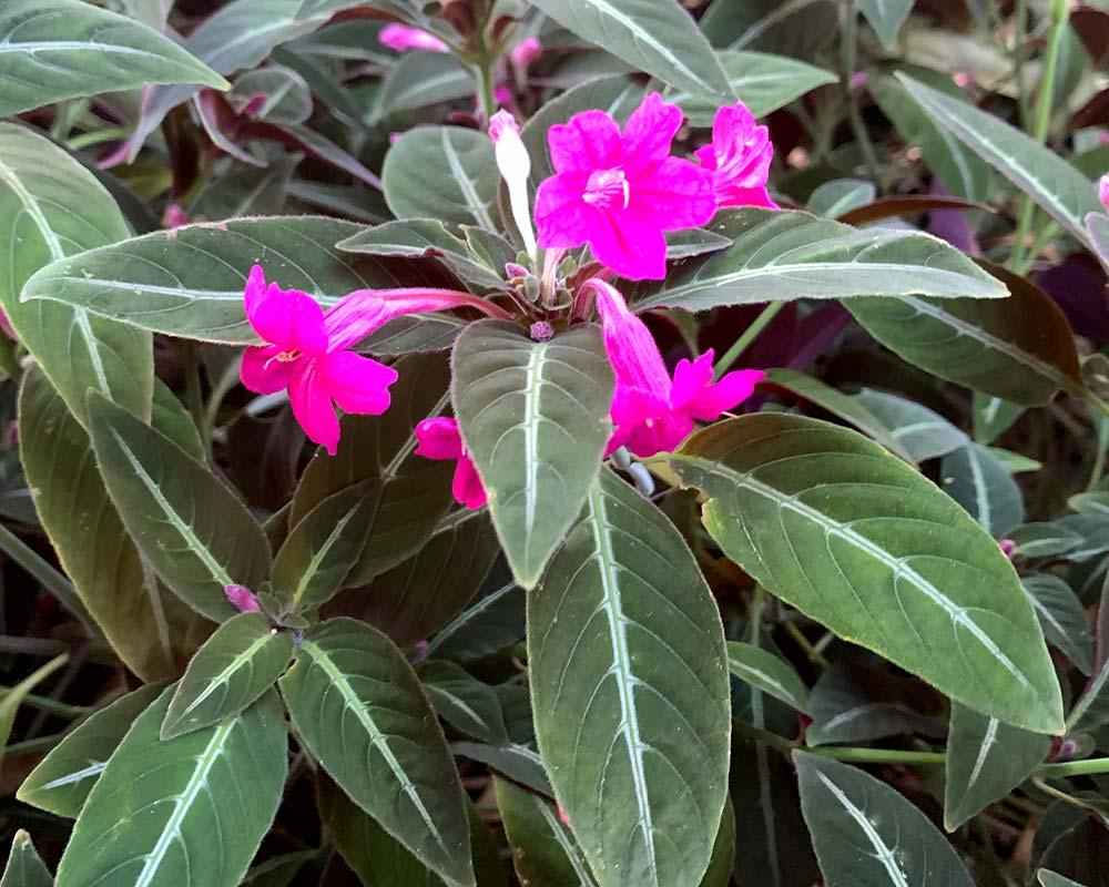 RUELLIA MAKOYANA