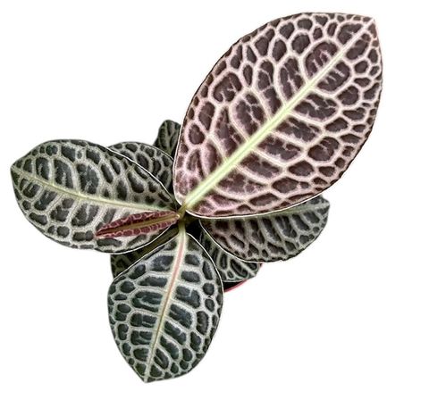 LABISIA TURTLE BACK