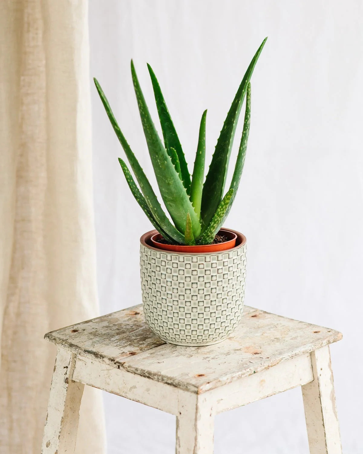 ALOE VERA