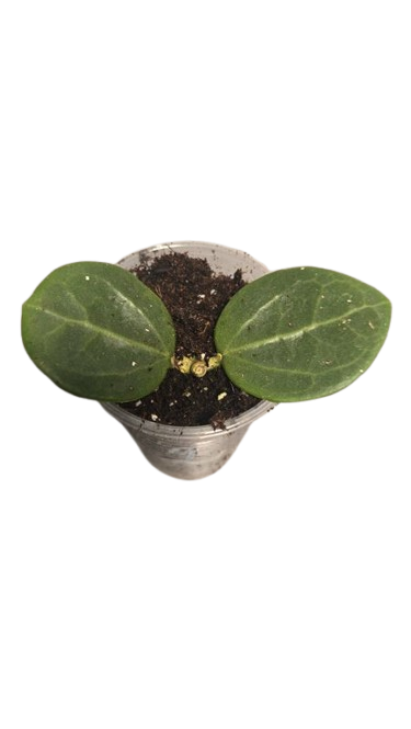 Hoya Christine
