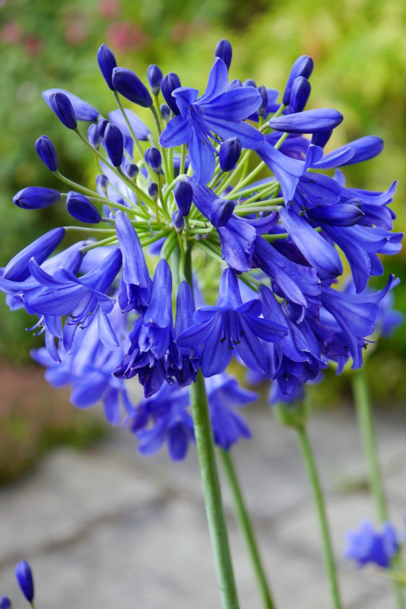 AGAPANTHES
