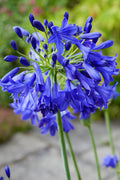 AGAPANTHES