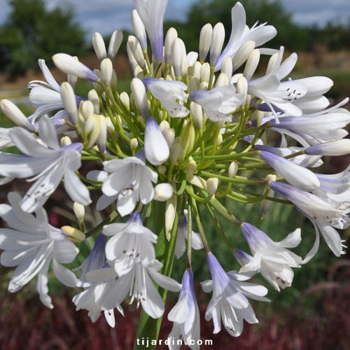 AGAPANTHES