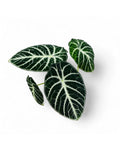 Alocasia ninja