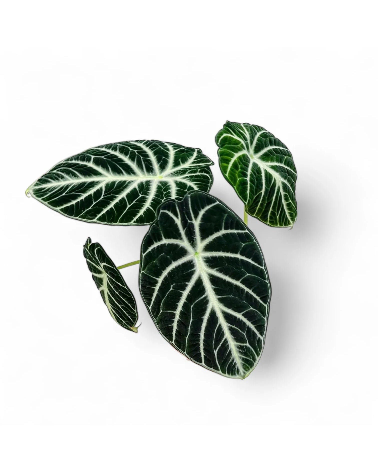 Alocasia ninja