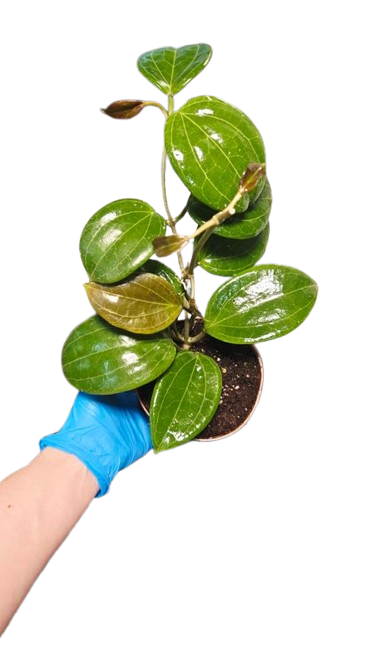 Hoya Quinquernervia