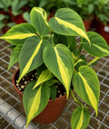 PHILODENDRON SCANDENS BRASIL