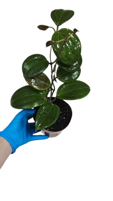 Hoya Quinquernervia