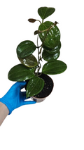 Hoya Quinquernervia