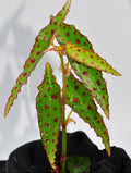BEGONIA AMPHIOXUS