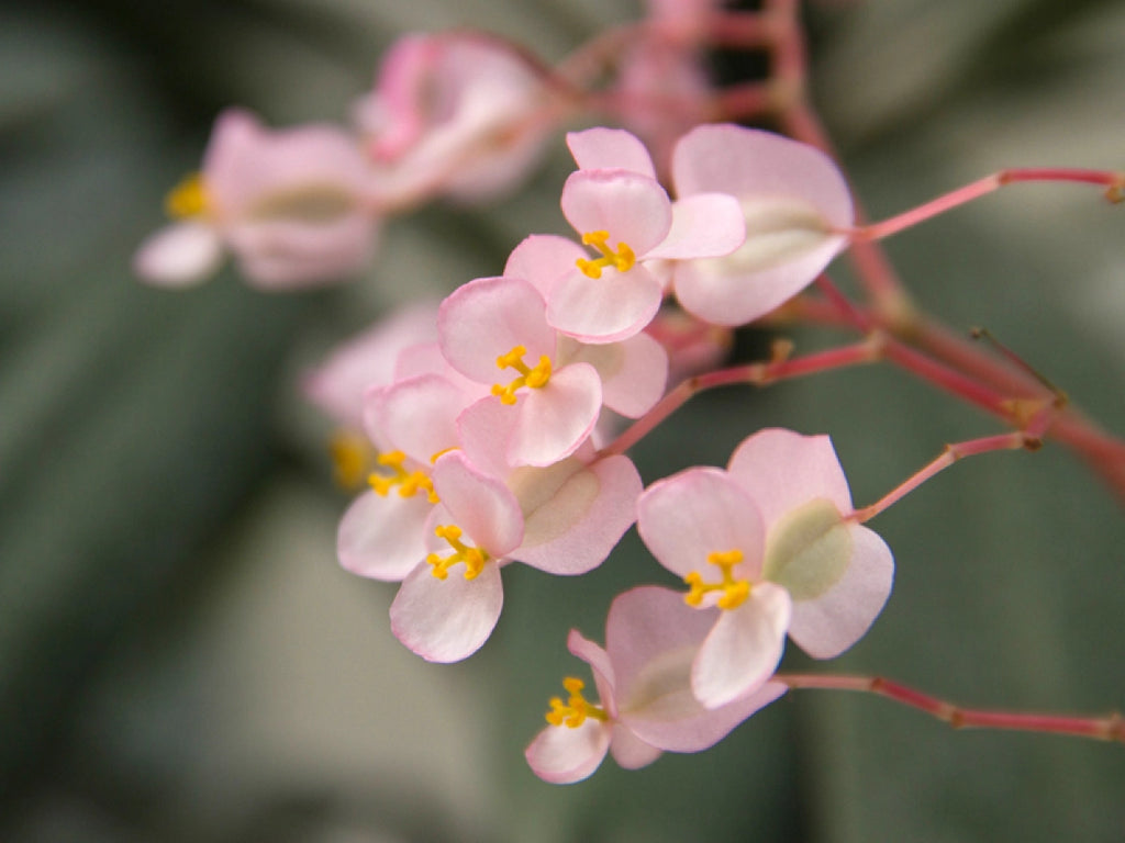 BEGONIA NENUPHAR