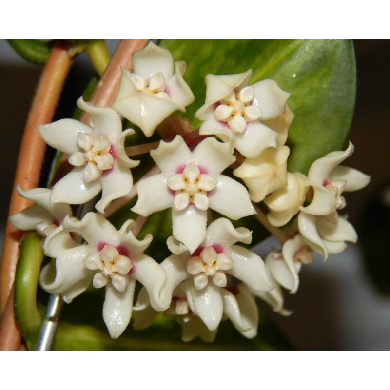 HOYA AUSTRALIS LISA