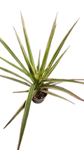 Dracaena Marginata