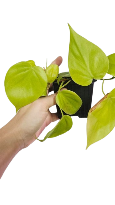 Philodendron  lemon lime