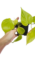 Philodendron  lemon lime