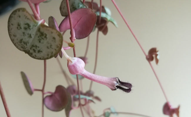 CEROPEGIA WOODII