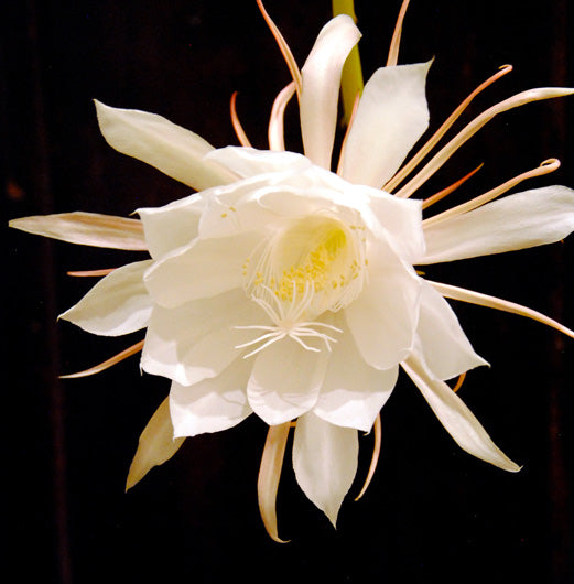 SELENICEREUS CHRYSOCARDIUM