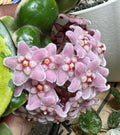 HOYA COMPACTA VARIEGATA
