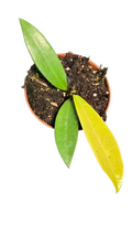 Hoya Pubicalix Black Dragon