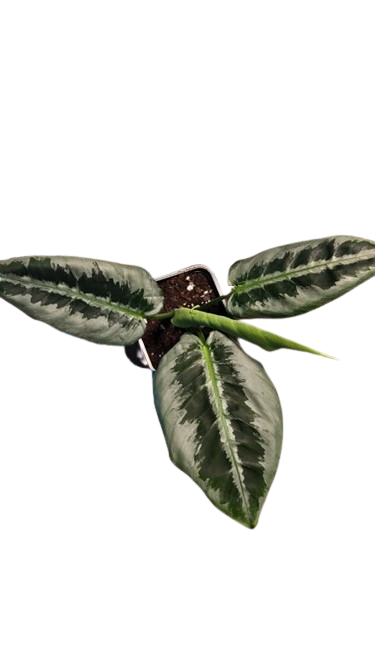Schismatoflottis Walichii