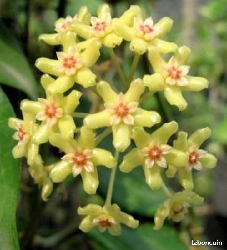 Hoya Quinquernervia