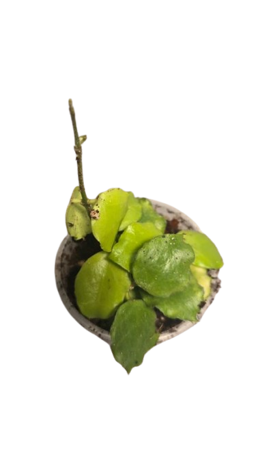 Hoya Endauensis
