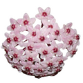 Hoya Krimson Queen