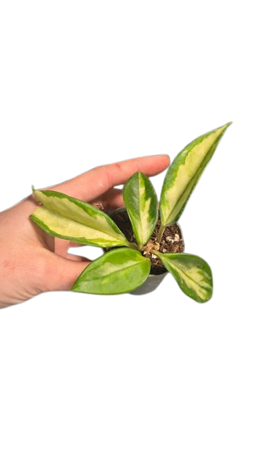 Hoya Carnosa Tricolor