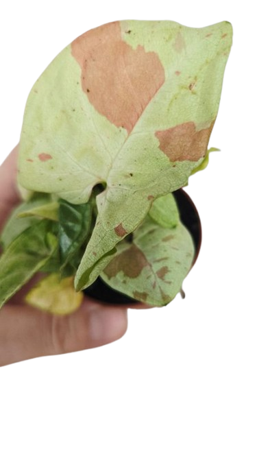 Syngonium milk Confetti