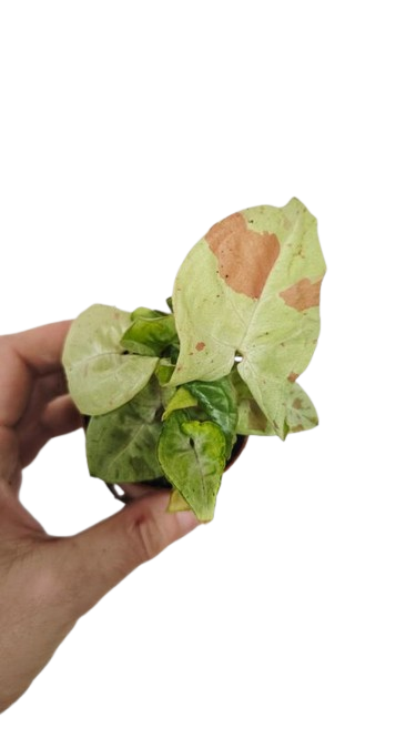 Syngonium milk Confetti