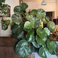 BEGONIA NENUPHAR
