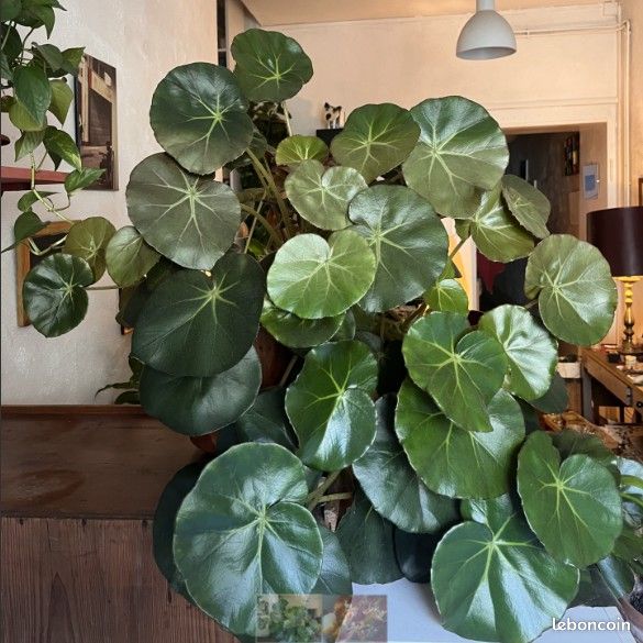 BEGONIA NENUPHAR