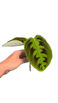 Maranta Testudinea