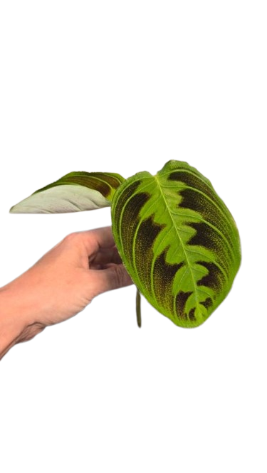 Maranta Testudinea