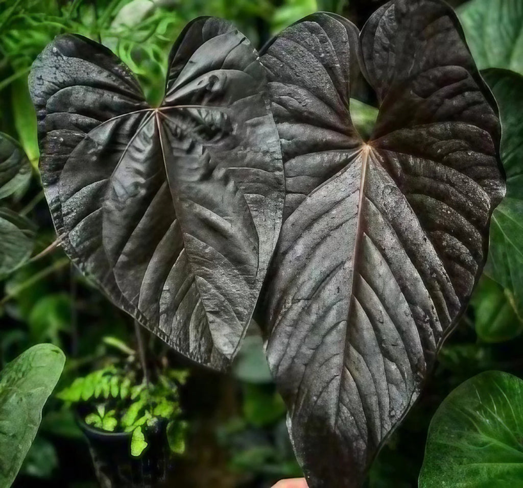 Anthurium Of Hearts