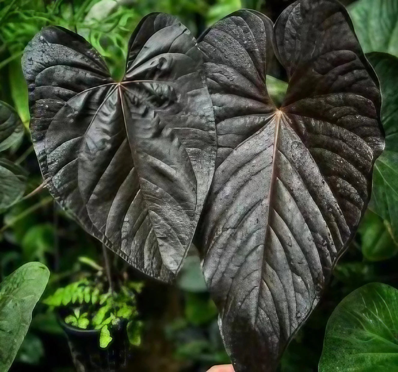 Anthurium Of Hearts