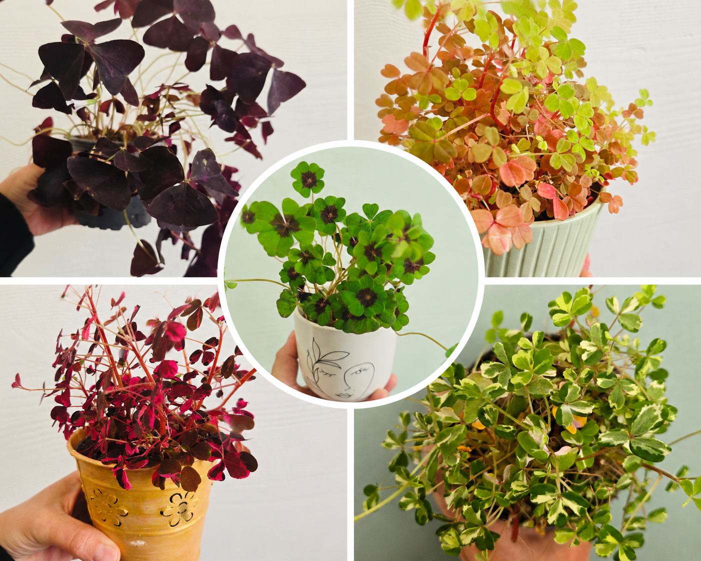LOT DE 5 OXALIS