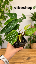 begonia maculata