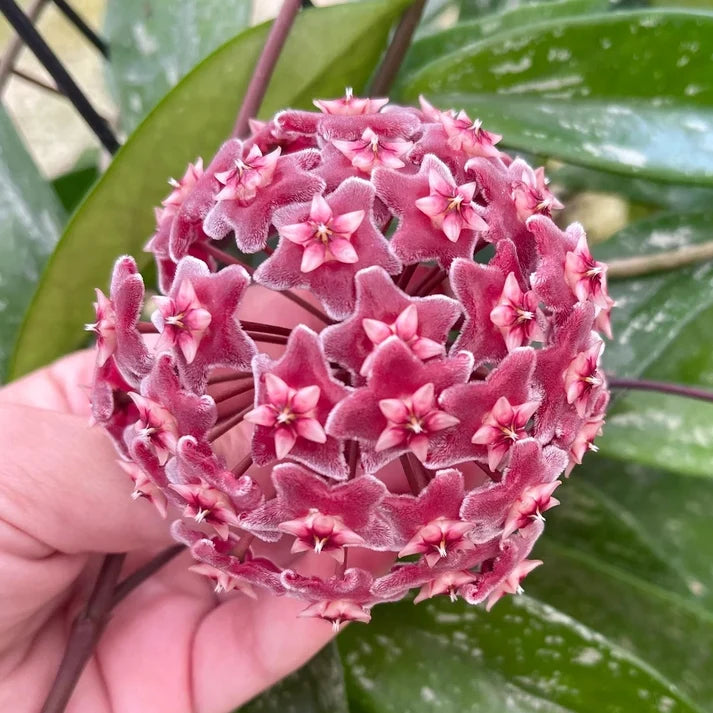 HOYA PUBICALIX SILVER SPOT