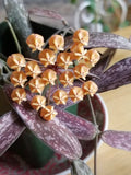 HOYA SIGILLATIS