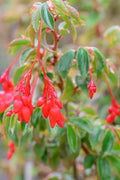 BEGONIA FUSHCHIOIDES ROUGE