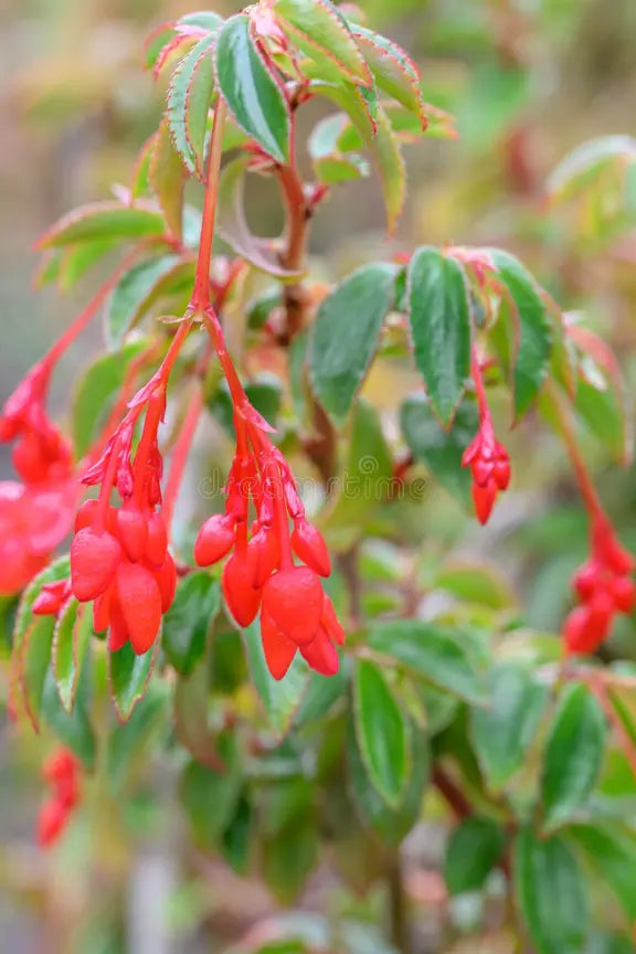 BEGONIA FUSHCHIOIDES ROUGE