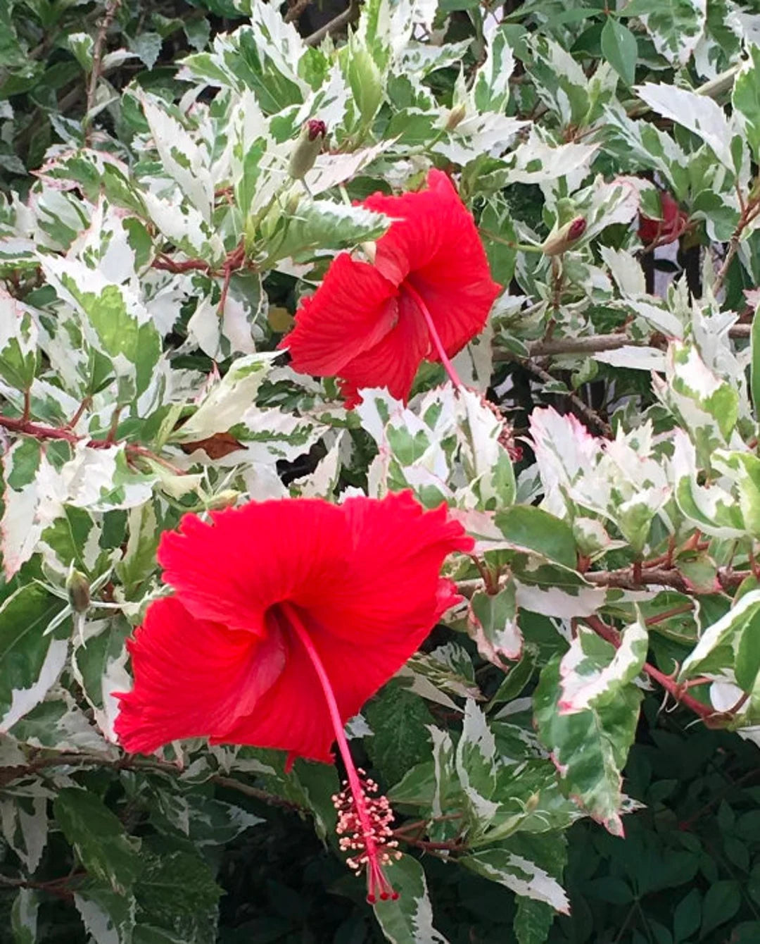 Hibiscus Rosa Sinensis Variegata