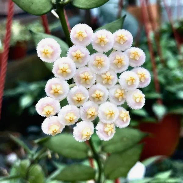 HOYA SP LAOS