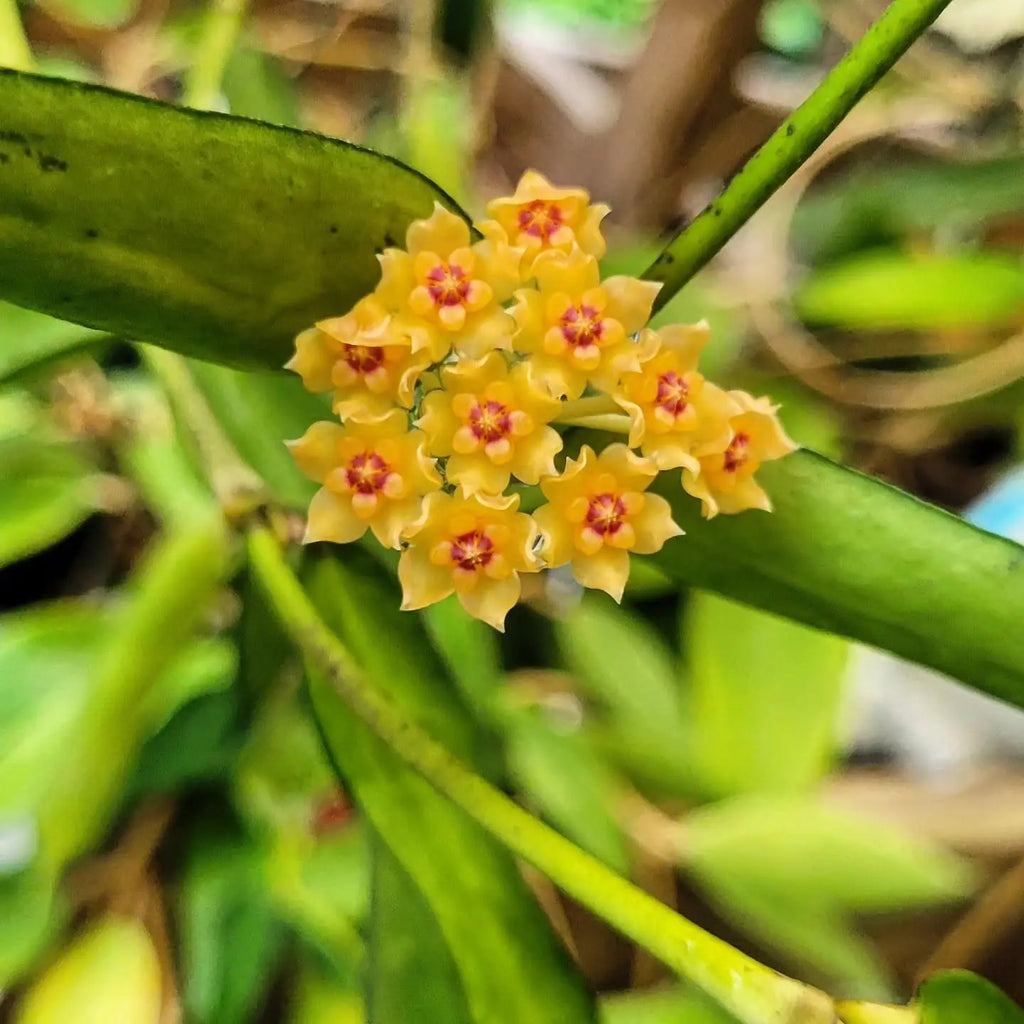 HOYA PANDURATA