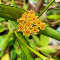 HOYA PANDURATA