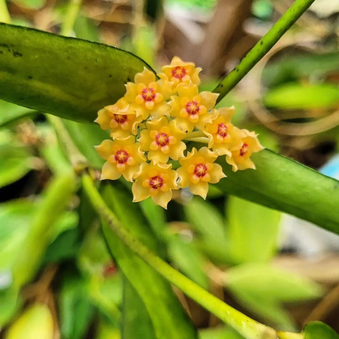 HOYA PANDURATA