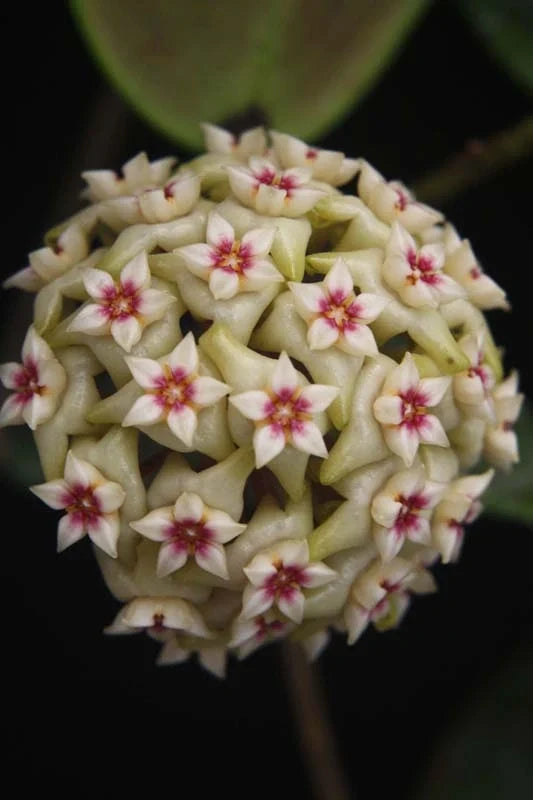 HOYA WIBERGIAE