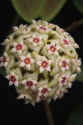 HOYA WIBERGIAE